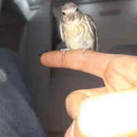 جوجه سهره قناری نر نیم دم