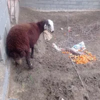 گوسفند افشاری