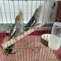 عروس هلندی|پرنده|الوند, |دیوار