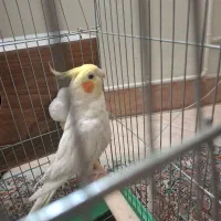 عروس هلندی  سخت گو