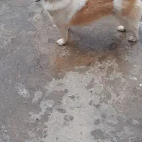 سگ پاکوتاه