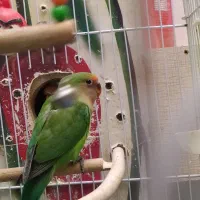 طوطی برزیلی