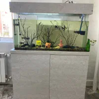 آکواریوم شیشه خم