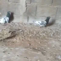 کله سیاه