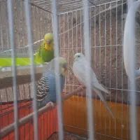 مرغ عشق|پرنده|قم, نیروگاه|دیوار