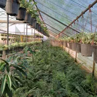 فروش گلخانه|فروش دفتر صنعتی، کشاورزی، تجاری|عباسآباد, |دیوار