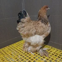 مرغ و خروس برهما تخمگذار اصیل و لاری|حیوانات مزرعه|پیشوا, |دیوار