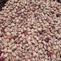 لوبیا چیتی درجه یک بذری|خوردنی و آشامیدنی|سراب, |دیوار