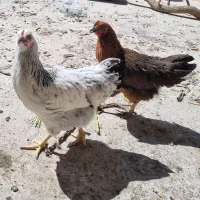 مرغ و خروس