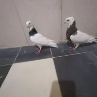 سلام مجسمه فروشی