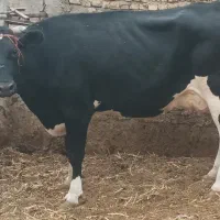 گاوهلشتاین