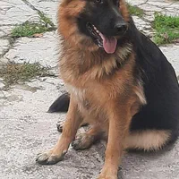 سگ ژرمن