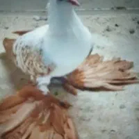 کبوتر کفتر تزیینی خاص