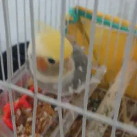 عروس هلندی  با قفس|پرنده|آستانه اشرفیه, |دیوار