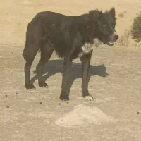 سگ نروماده قدریجان|سگ|کازرون, |دیوار