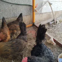 مرغ تخم گذار