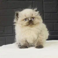 گربه پرشین های سوپر لاکچری با رنگ‌های خاص|گربه|تهران, شهرک غرب|دیوار