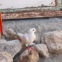 کبوتر