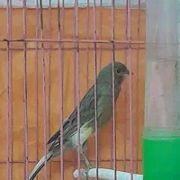 قناری ۹ تا نر شلاغی ۳ تا ماده. رسمی بلند. فر.کاکلی|پرنده|مشهد, شهرک امام سجاد|دیوار