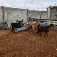 فروش دام  داشتی فوری