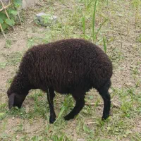 بره ماده