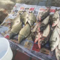 ماهی|ماهی|لنگرود, |دیوار