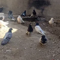 تعدادی زیادی کبوتر فروشی|پرنده|مسجد سلیمان, |دیوار