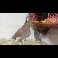 کبوتر|پرنده|جغتای, |دیوار