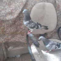 یک جفت کفتر سبز
