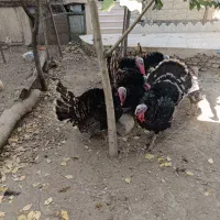 بوقلمون سنگین|حیوانات مزرعه|جاجرود, |دیوار