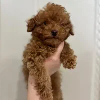 توله تاینی پودل فوری