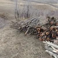 خریدار چوب، کار با اره موتور