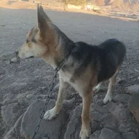 سگ شناسنامه دار