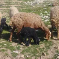 گوسفند افشاری با بره