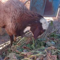 قوچ افشاری|حیوانات مزرعه|نیمبلوک, |دیوار