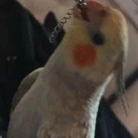 طوطی عروس ماده