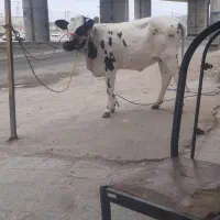 کشتار گوساله محلی