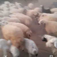 گوسفند|حیوانات مزرعه|کامفیروز, |دیوار