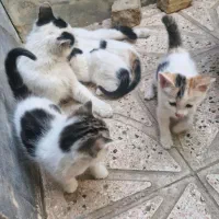 واگذاری بچه گربه رایگان