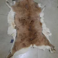 پوست دباغی شده آهو