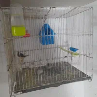 فنچ جفتکا با تخم و جوجه|پرنده|مشهد, پنجتن|دیوار