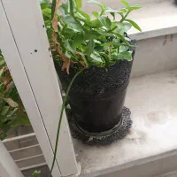فرش و گلدان|فرش|اردبیل, |دیوار