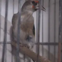 سهر نر و ماده|پرنده|فردیس, شهرک شهید حسینی|دیوار