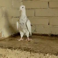 کبوتر ماده طوقی 2 تا کرم خال سرکه ای