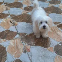 سگ اصل شیتزو|سگ|اندیمشک, |دیوار