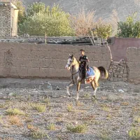 نریون 4ساله کره کیان رخش نوربخش‌وکامران قدیری