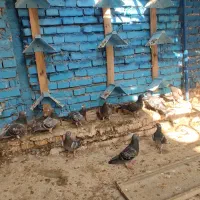 کبوتر|پرنده|خرمشهر, |دیوار