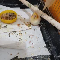 جوجه لوتینو|پرنده|قم, وادی السلام|دیوار