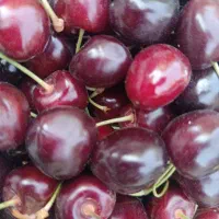 گیلاس خشک