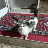 یک گربه پرشین  قیمت یک میلیون و پانصد هزار تومن|گربه|گنبد کاووس, |دیوار